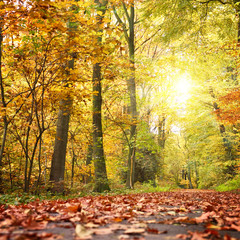Idyllic forest path or road in an autumn forest, with sunbeam and multicolored tree leaves.