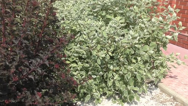Cornus alba and the cornus sanguinea in landscape design