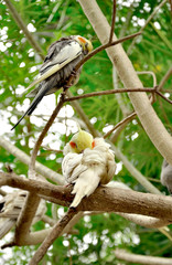 parrot birds lovebird beatiful in nature background