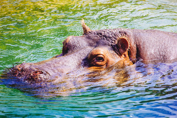 A hippopotamus submerged in water.