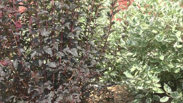 Cornus alba and the cornus sanguinea in landscape design