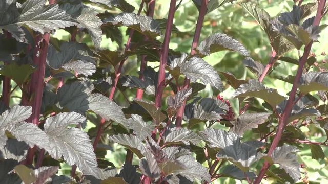 Cornus alba and the cornus sanguinea in landscape design