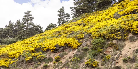 Fototapeten Hill with beautiful allow flowers © John Hofboer