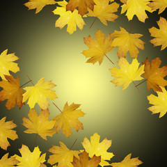 Beautiful autumn background with maple leaves isolated 