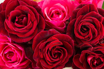 Red roses background