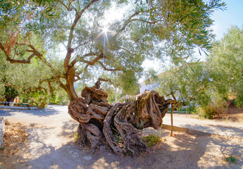 2000 year old olive tree in Exo Hora. Oldest Olive tree in Zakyn