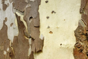 sycamore tree bark background texture