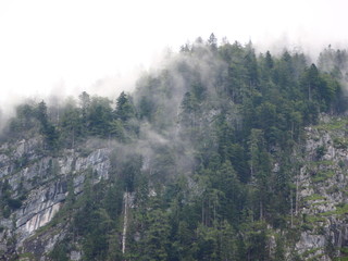 Thick Forest Fog in Mountains after Cool Rainfall