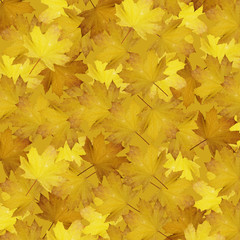 Beautiful autumn background with maple leaves isolated 