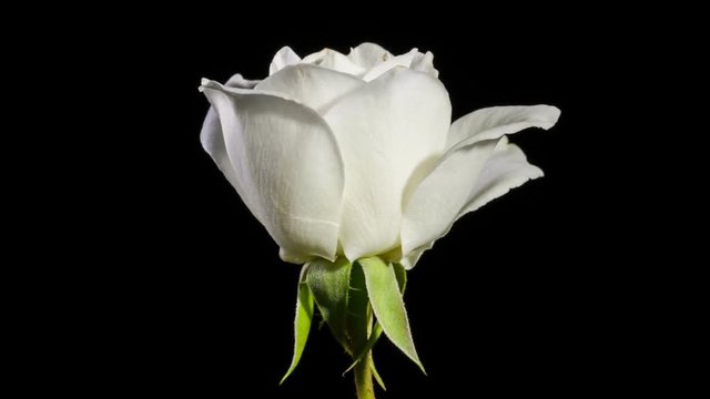 Beautiful time lapse of a white rose opening up.