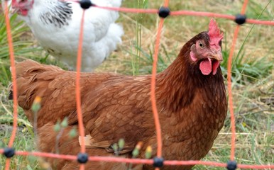 Poule rousse en extérieur