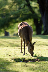 奈良公園の鹿