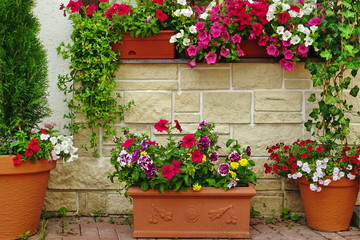 Fototapeta na wymiar Many Clay Flowerpots With Blooming Plants At Stone Wall