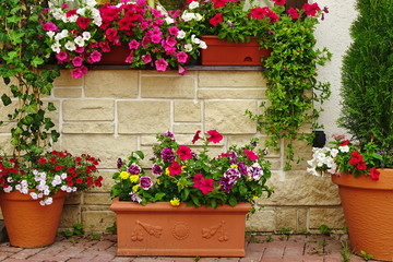Fototapeta na wymiar Many Clay Flowerpots With Blooming Plants At Stone Wall