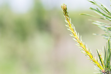 Pine needles