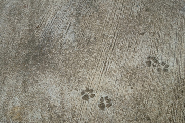 The Dog's Footprint on Cement Concrete Floor Background.