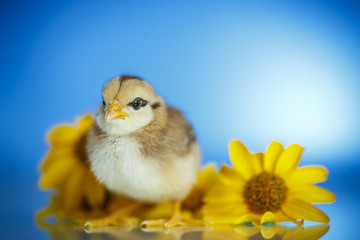 cute little chicken