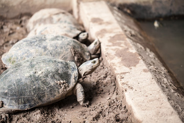 Turtle on the ground