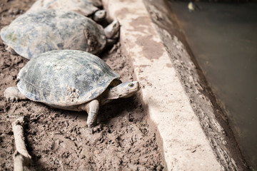 Turtle on the ground