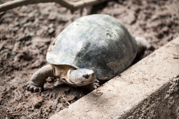 Turtle on the ground