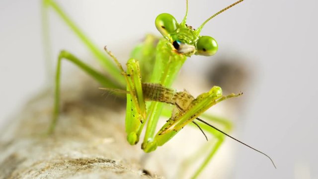 Macro shot of a green Praying Mantis eating a cricket.
