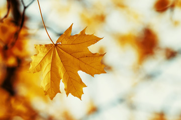 Orange maple leaves, autumnal natural background, selective focu