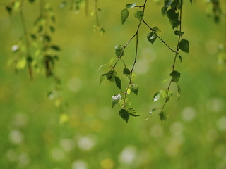 fresh new green leaves glowing in sunlight