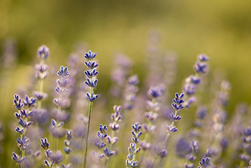 Details of beautiful herbal lavender field