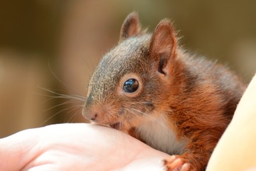 Portrait eines jungen Eichhörnchen © mfotohaus