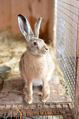 Little domesticated wildlife rabbit 