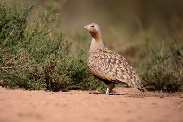 Black-bellied sandgrouse, Pterocles orientalis