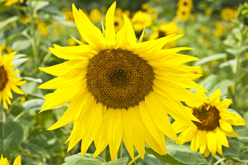 Naklejka premium Sonnenblumenfeld