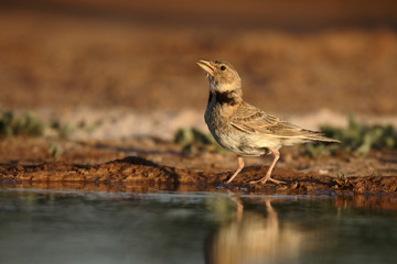 Calandra lark, Melanocorypha calandra