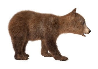 3D Rendering  Brown Bear Cub on White