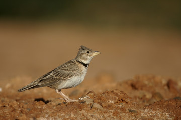 Calandra lark, Melanocorypha calandra