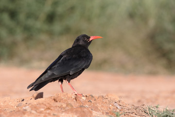 Obraz premium Red-billed chough, Pyrrhocorax pyrrhocorax