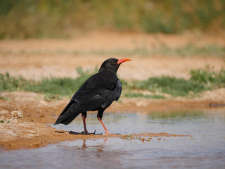 Red-billed chough, Pyrrhocorax pyrrhocorax