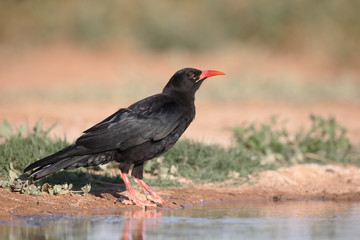 Red-billed chough, Pyrrhocorax pyrrhocorax
