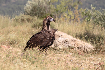 Cinereous Vulture or Black vulture, Aegypius monachus