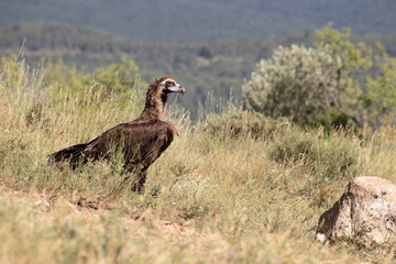 Cinereous Vulture or Black vulture, Aegypius monachus