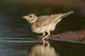 Crested lark, Galerida cristata