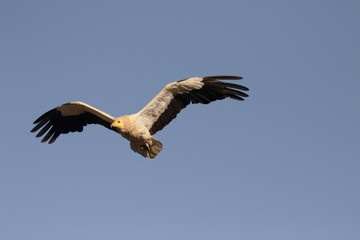 Egyptian vulture, Neophron percnopterus