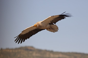 Egyptian vulture, Neophron percnopterus