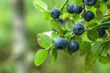 ripe blueberry on green bush for good vision