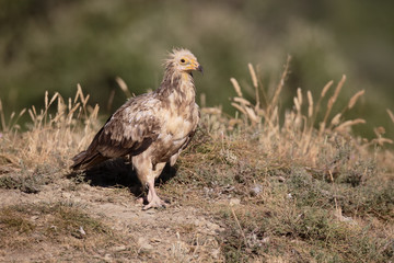 Egyptian vulture, Neophron percnopterus