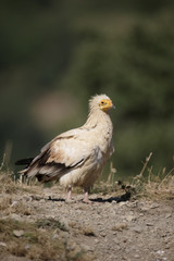 Egyptian vulture, Neophron percnopterus