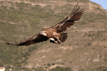 Fototapeta premium Griffon vulture, Gyps fulvus