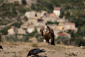 Griffon vulture, Gyps fulvus