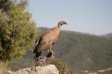 Griffon vulture, Gyps fulvus