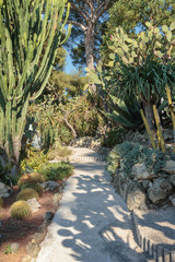 Alley in the park cacti